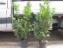 Prunus lauroc.'Etna'-R-